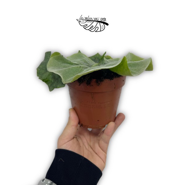 Platycerium superbum (Giant Staghorn) MEDIUM