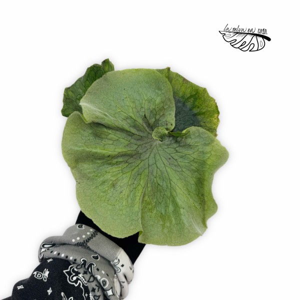 Platycerium superbum (Giant Staghorn) MEDIUM