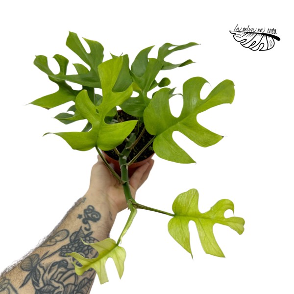 Rhaphidophora Tetrasperma Goldrush