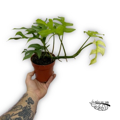 Rhaphidophora Tetrasperma Goldrush 2