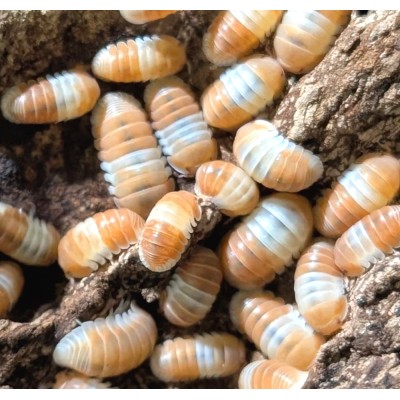 Cubaris sp. "Orange Panda"