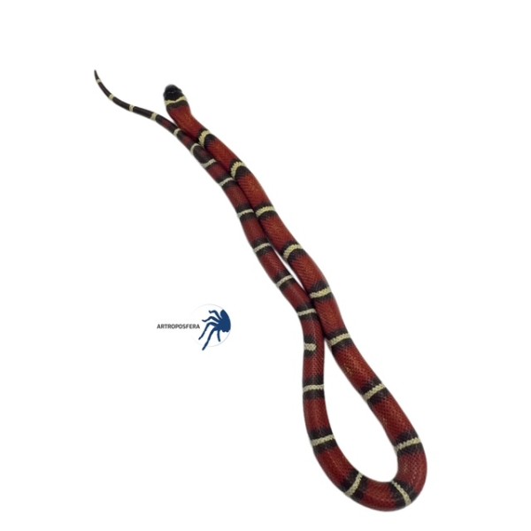 Lampropeltis triangulum nelsoni Albino T+