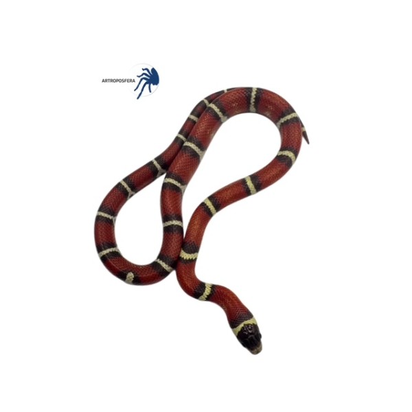 Lampropeltis triangulum nelsoni Albino T+