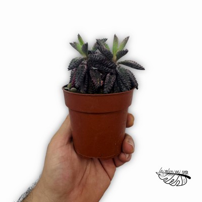 Kalanchoe Daigremontiana PINK 2