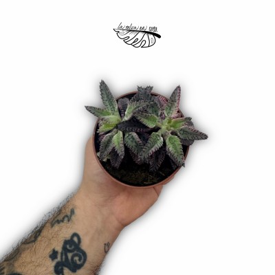 Kalanchoe Daigremontiana PINK