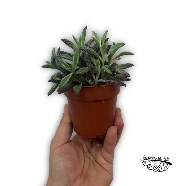 Kalanchoe Daigremontiana