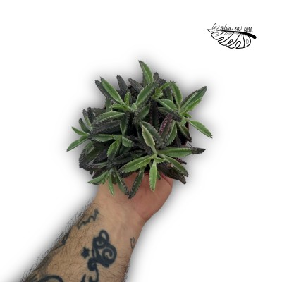Kalanchoe Daigremontiana 2