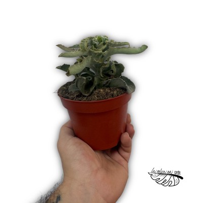 Kalanchoe Maltese Cross 2
