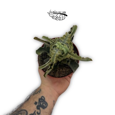 Kalanchoe Maltese Cross
