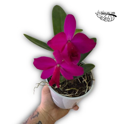 Cattleya 2