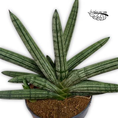 Sansevieria cylindrica ‘Double Boncellensis’ 2