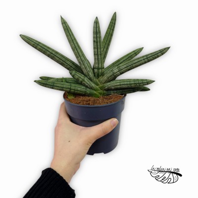 Sansevieria cylindrica ‘Double Boncellensis’