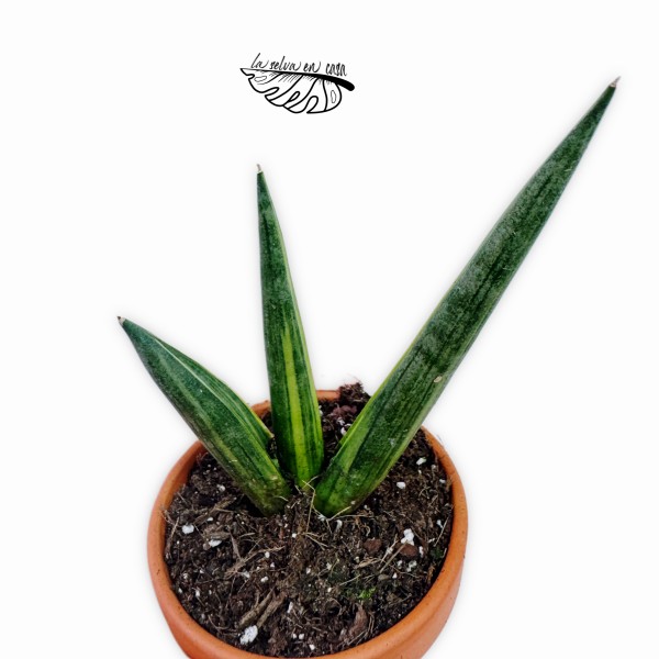 Sansevieria Boncel Variegata