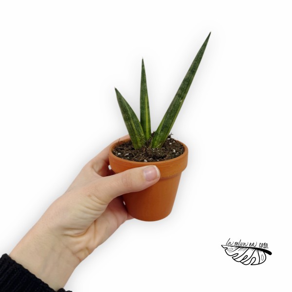 Sansevieria Boncel Variegata