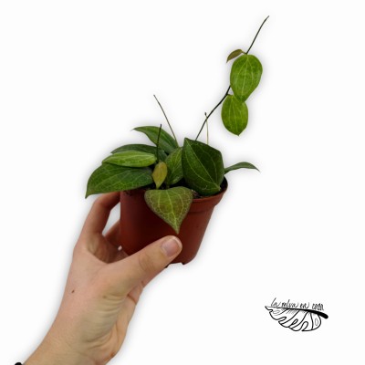 Hoya fitchii