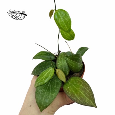 Hoya fitchii 2