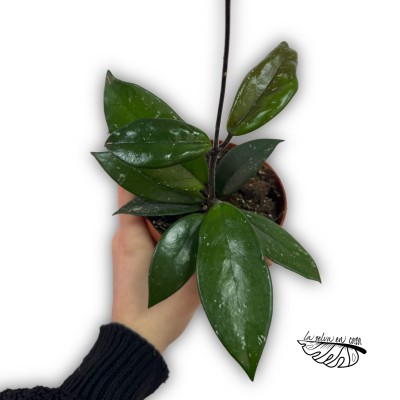 Hoya carnosa ‘Stardust’ SMALL 2