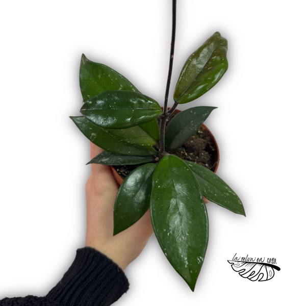 Hoya carnosa ‘Stardust’ SMALL