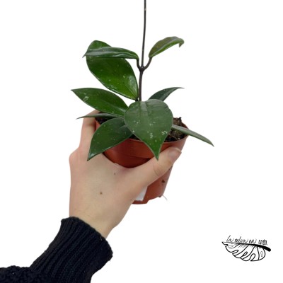 Hoya carnosa ‘Stardust’ SMALL