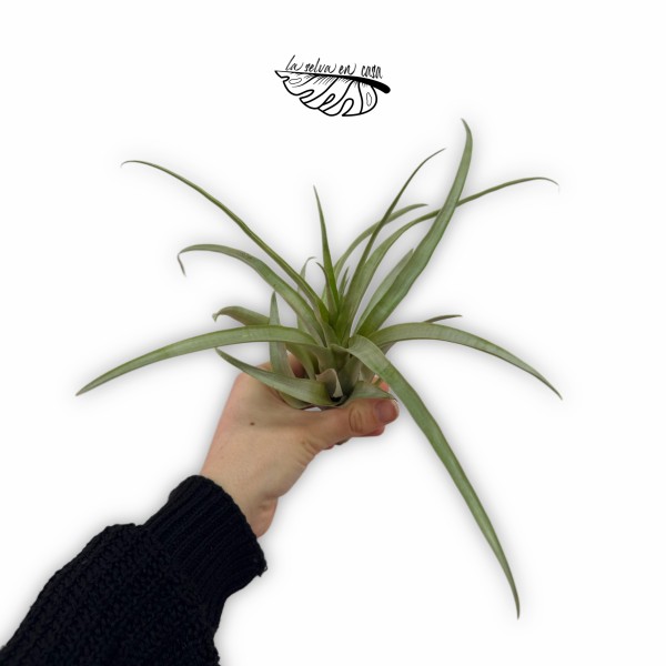 Tillandsia tectorum