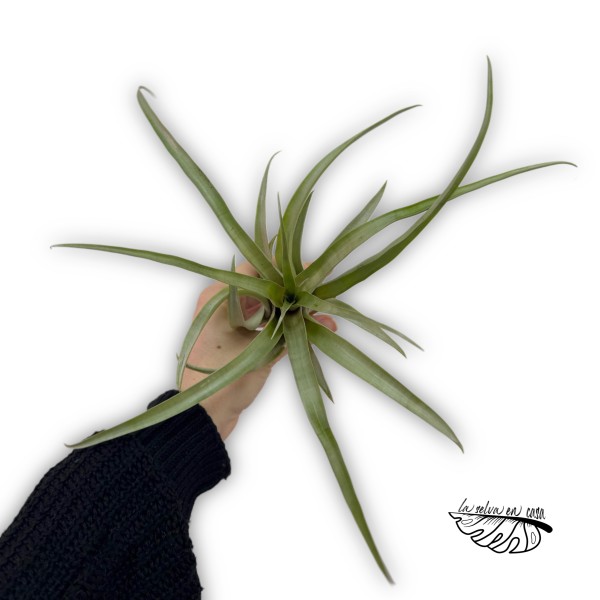 Tillandsia tectorum