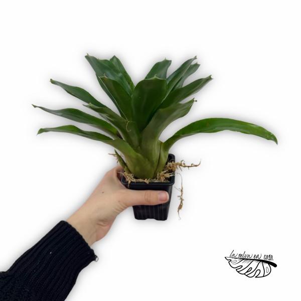 Neoregelia Amarilis