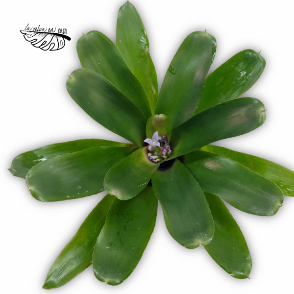 Neoregelia Amarilis