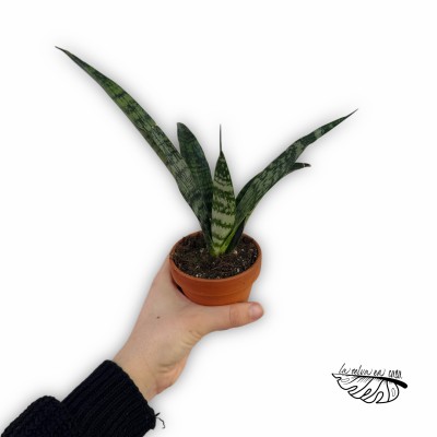 Sansevieria Everest