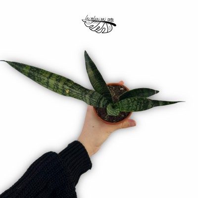 Sansevieria Everest 2