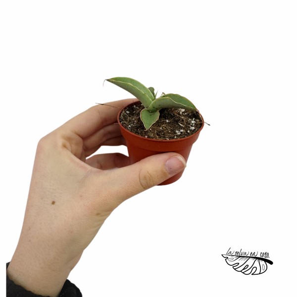 Sansevieria Swan Dancer MINI