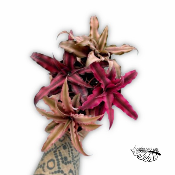Cryptanthus bivittatus Classic