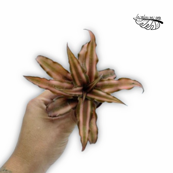 Cryptanthus bivittatus Classic