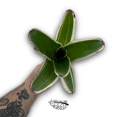 Neoregelia Concentrica Albo 2