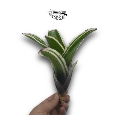 Neoregelia Concentrica Albo