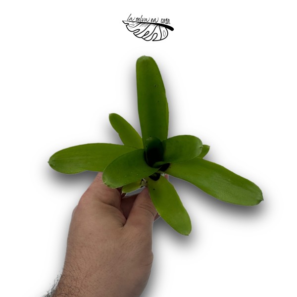 Neoregelia Amarilis