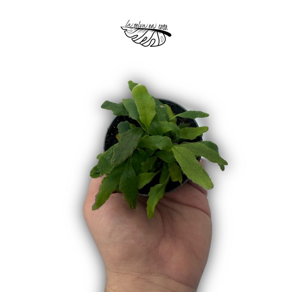 Pyrrosia lingua