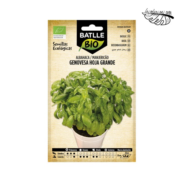 Albahaca de Hojas Grandes (Ocimum basilicum) – Semillas BATLLE BIO
