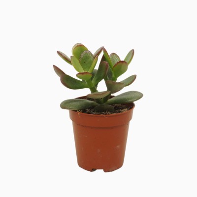 Crassula ovata ‘Minor’