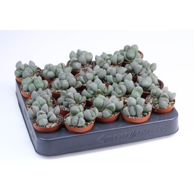 Pleiospilos nellii
