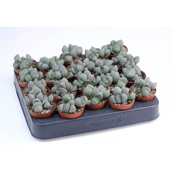 Pleiospilos nellii