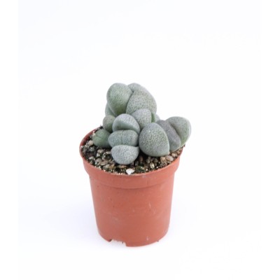 Pleiospilos nellii 2