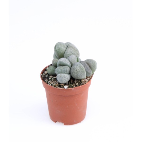 Pleiospilos nellii