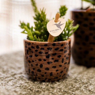 Kolibri Home Leopard 9CM 2