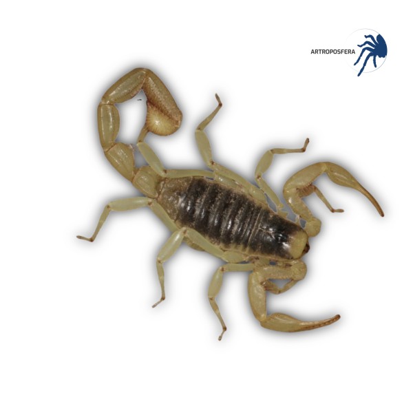 Hadrurus arizonensis