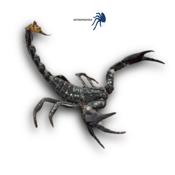 Heterometrus spinifer