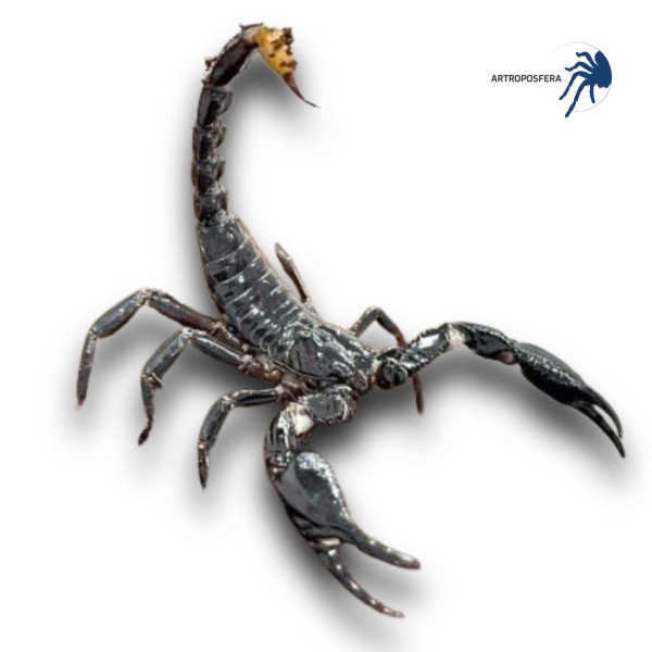 Heterometrus spinifer