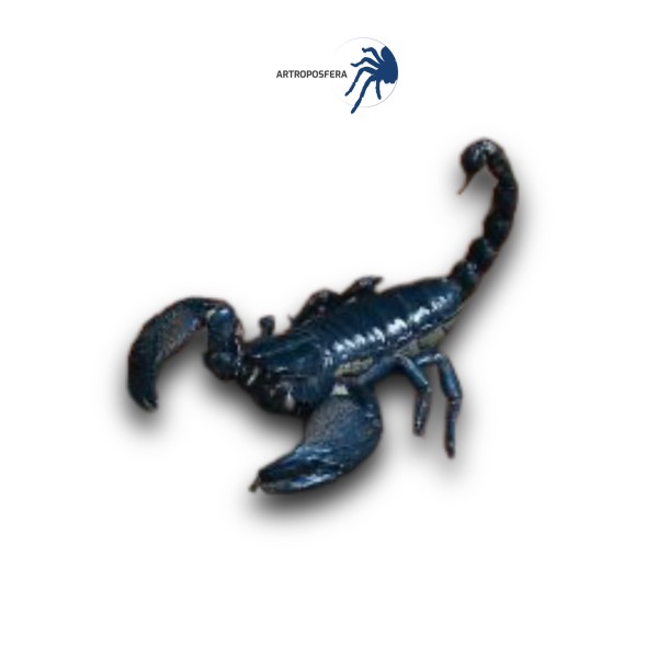Heterometrus spp.
