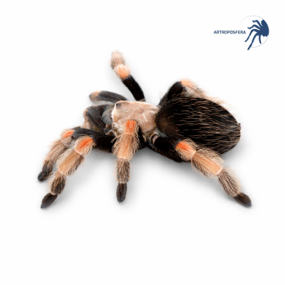 Brachypelma boehmei