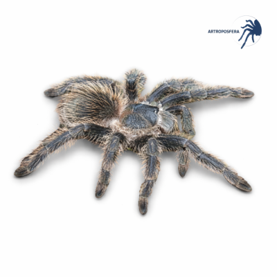 Lasiodora striatipes (subadulta)