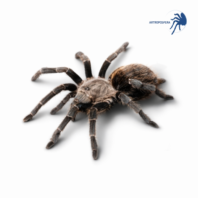 Pseudhapalopus sp kurzhaar HEMBRA (3/3.5 CM DE CUERPO)